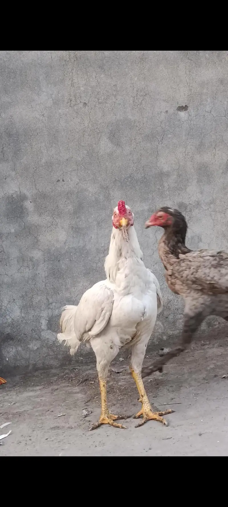 Mianwali Aseel Rooster birds pair — photo 6