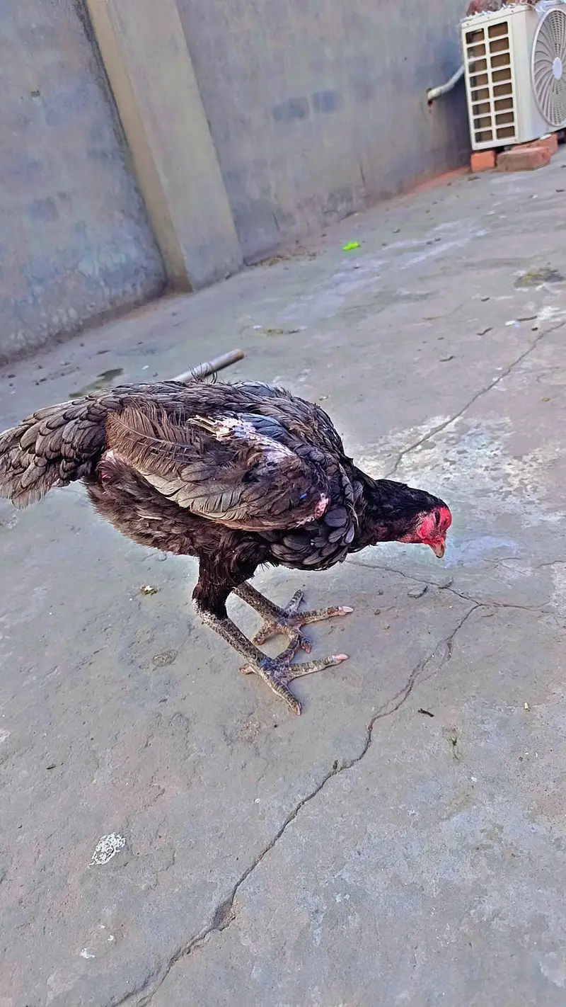 Mianwali Aseel Rooster birds pair — photo 7