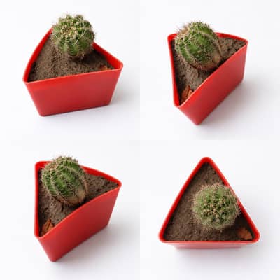 Cactus Plant For Sale