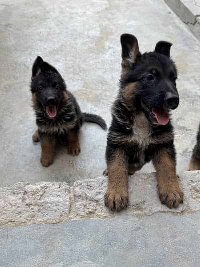 German shepherd puppies | Gsd puppy | stock coat Gsd pair