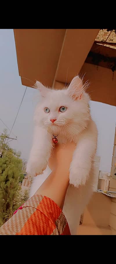 1 cat or pair of  kittens for sale