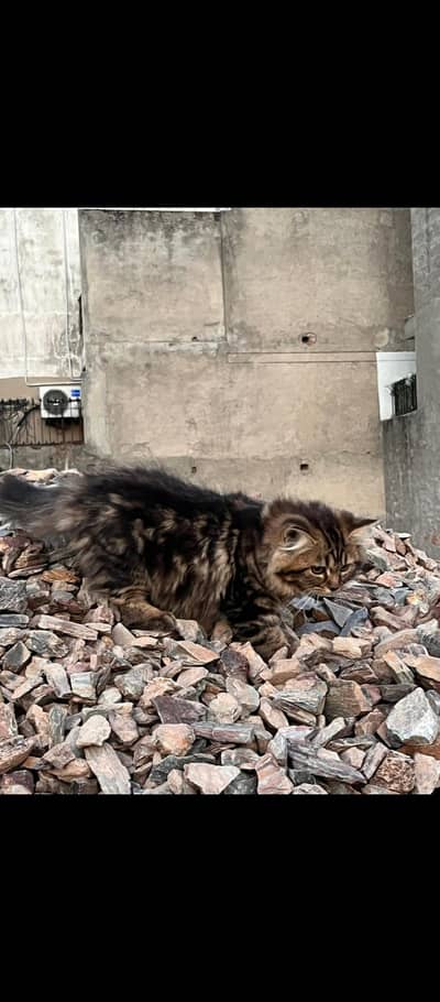 pair of kittens age 4 months