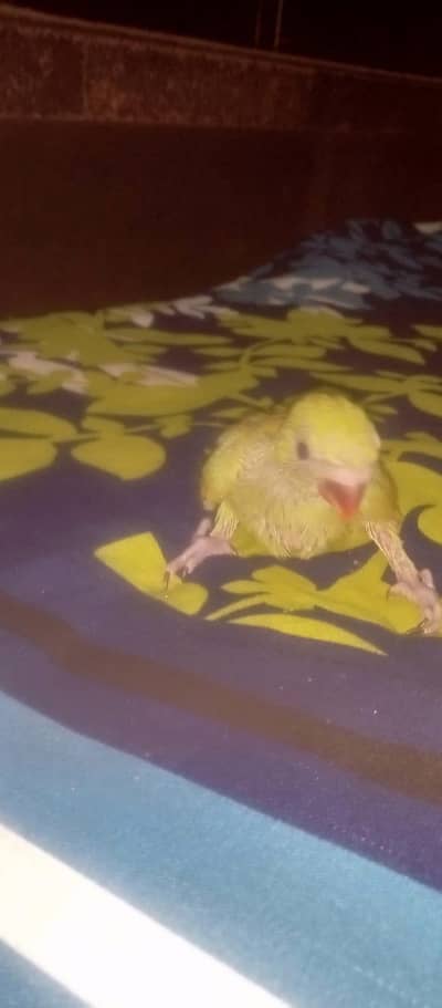 parrots for sale