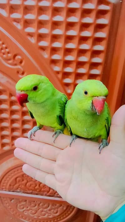 Green ringneck parrot handtame pair