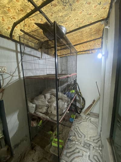 6 portion cage and Budgie parrots for sale