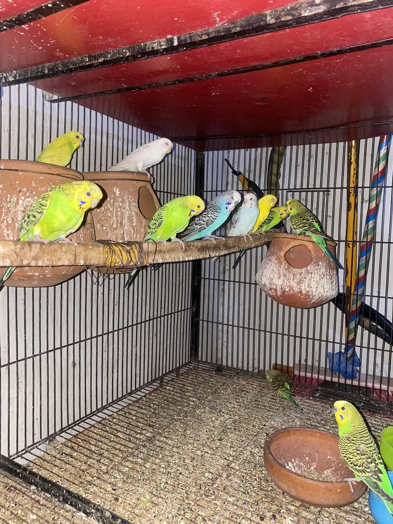 6 portion cage and Budgie parrots for sale — photo 2