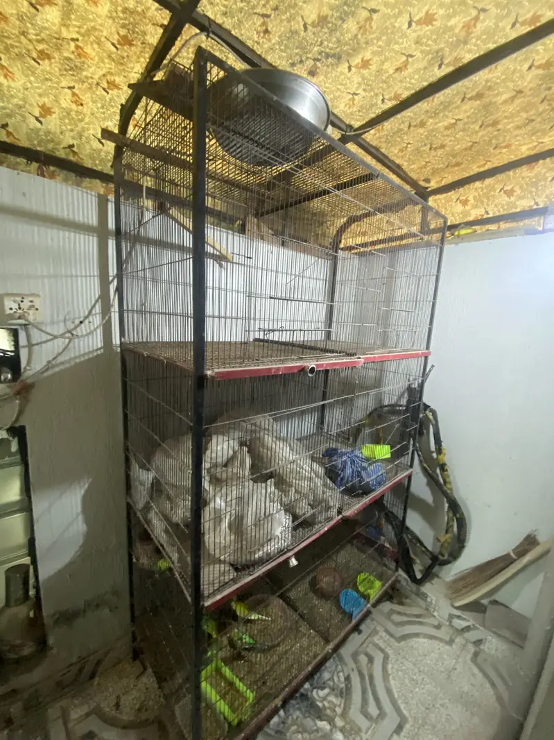 6 portion cage and Budgie parrots for sale — photo 3