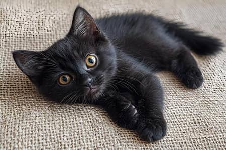 Black Persian kitten