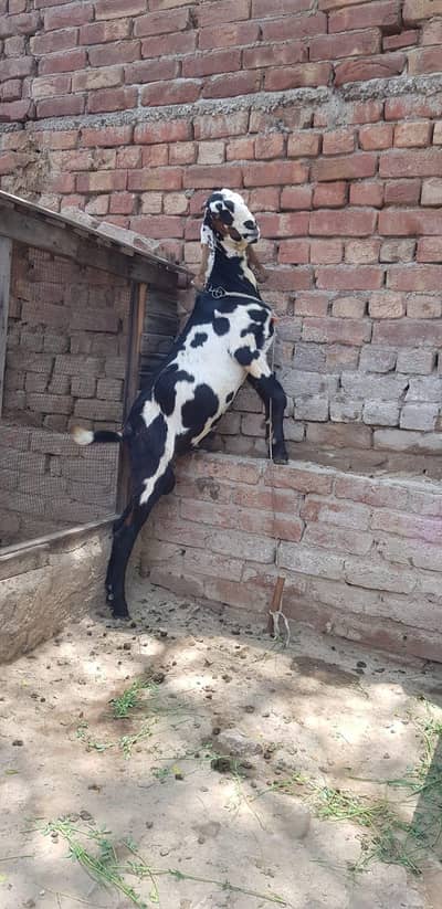 Pure Beatale Goat Chiled