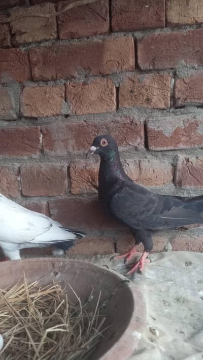 Greezer cross Male