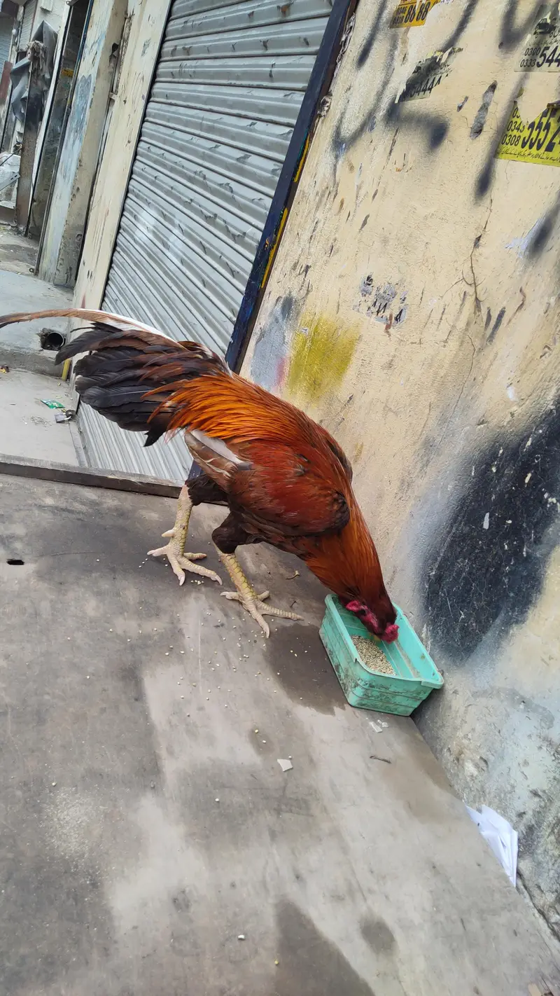 Mianwali aseel — photo 2