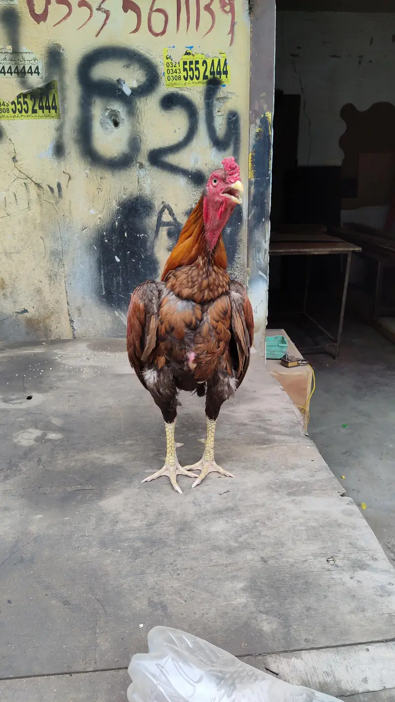 Mianwali aseel — photo 3