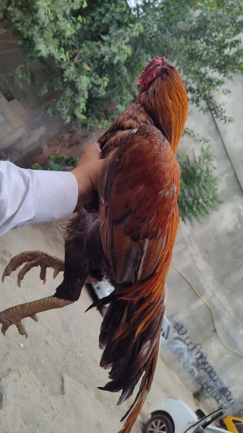 Mianwali aseel — photo 5