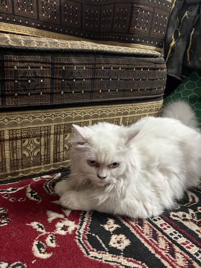 */persian cat/tipple coted/dol face cat/cat for sale*/