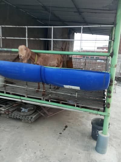 Female Goat for sale