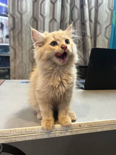 persian kitten for sale