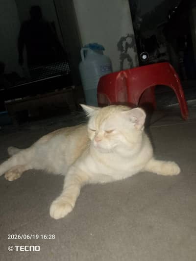 Punch face single coat male healthy, active and friendly