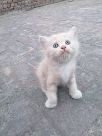 Urgent Persian kitten for sale triple coated