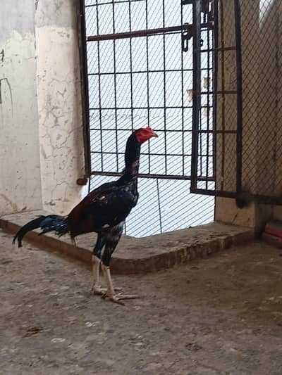 home breed quality patha for sale