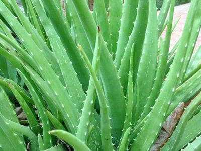 aloevera plant gamla