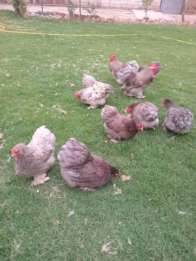 Austrolop and bantam