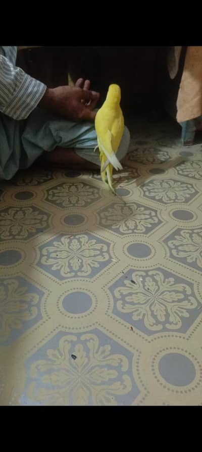 yellow ringneck