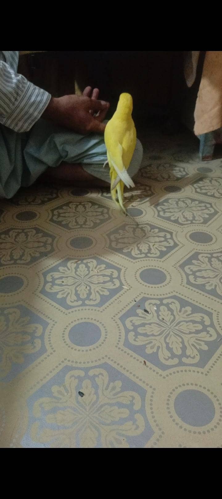 yellow ringneck 0