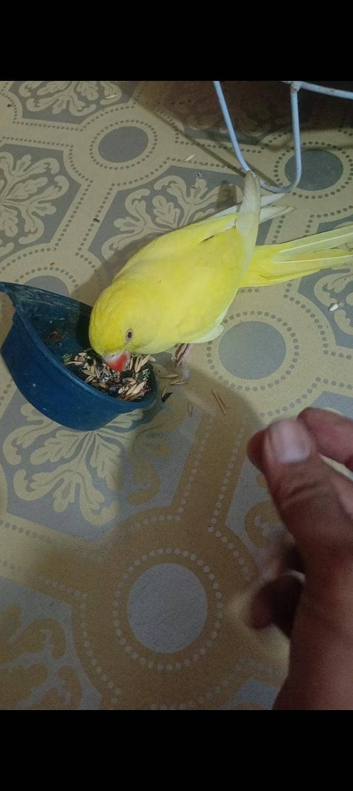 yellow ringneck 1