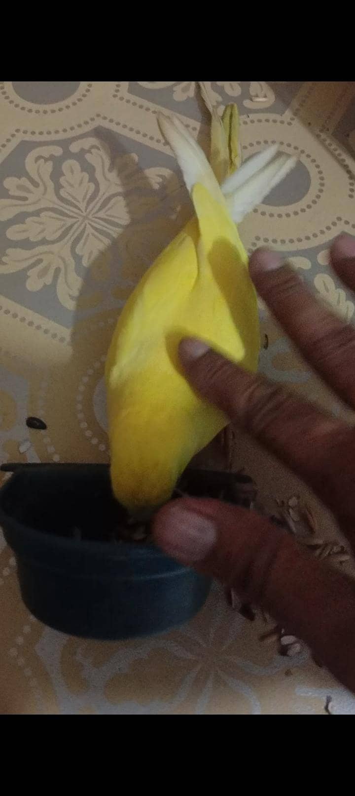 yellow ringneck 2