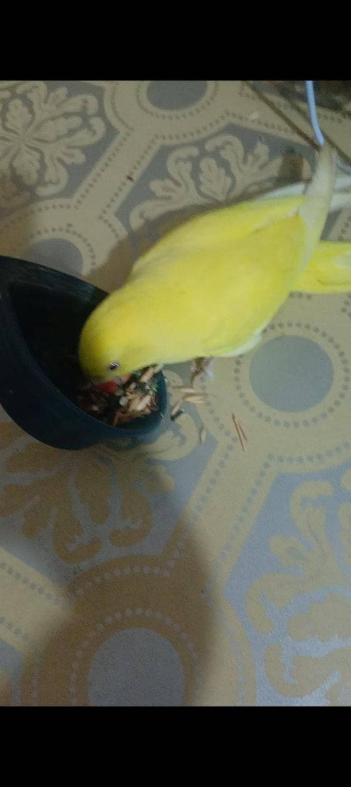 yellow ringneck 3