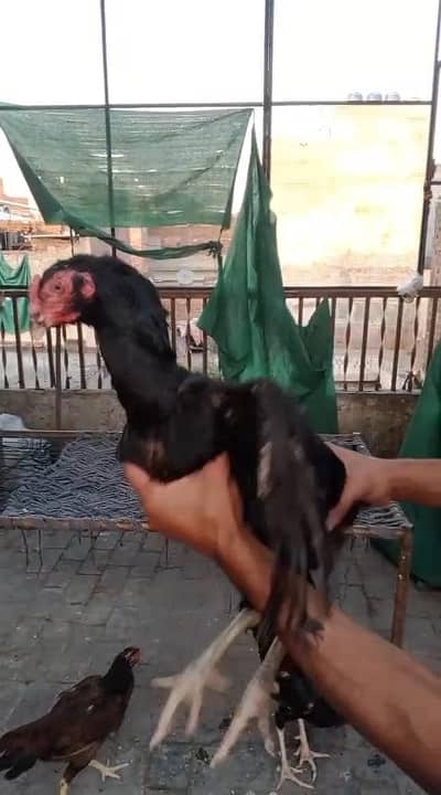 aseel black shmao