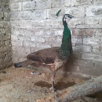 pecock male available