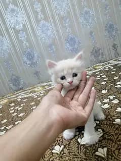 Persian kittens for sale triple coated