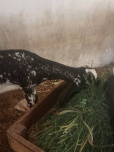 Bakra bakree or puth