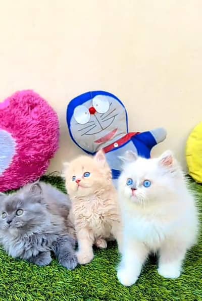 Persian cat triple kot,for sale,my WhatsApp 03444548868