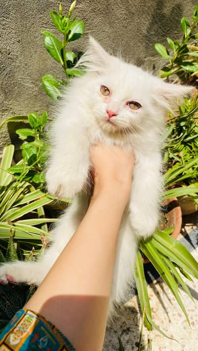 3 Months Male Persian White Kitten