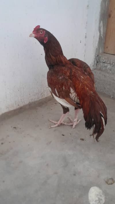 high quality aseel patha