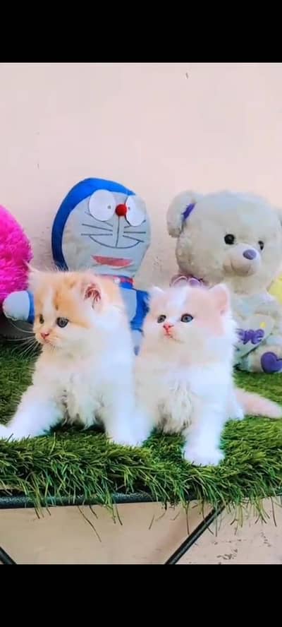 persian cat for sale MywatsapppNumber0341-15-94-140