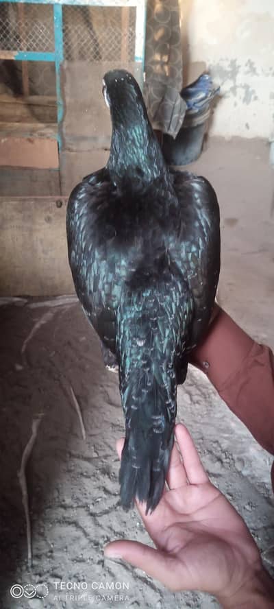 Aseel pair for sale urgent