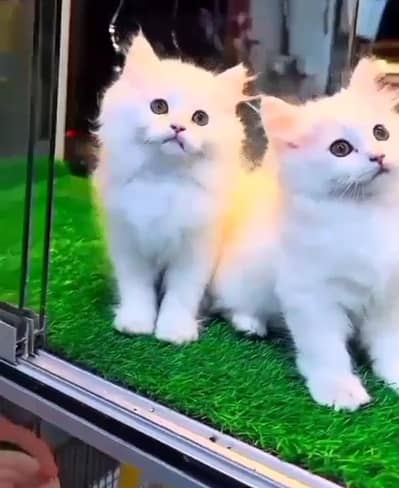 Persian cat triple kot,for sale,my WhatsApp 03444548868