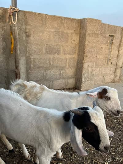 Teddy And Tapra Male Kids