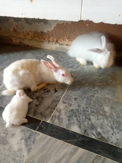 Newzealand + angouri rabbit breaded pair 03175088407
