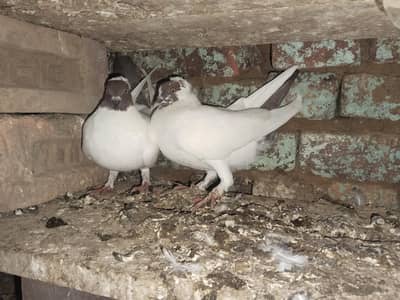 helmet pigeons for sale 4 pair