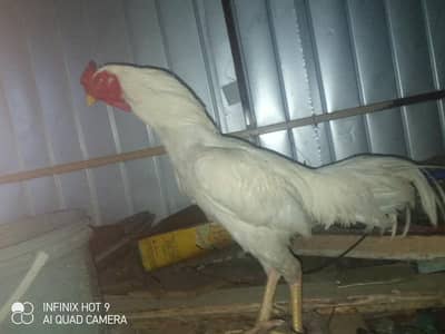white aseel murga
