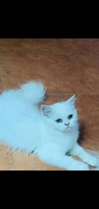 White Persian cat