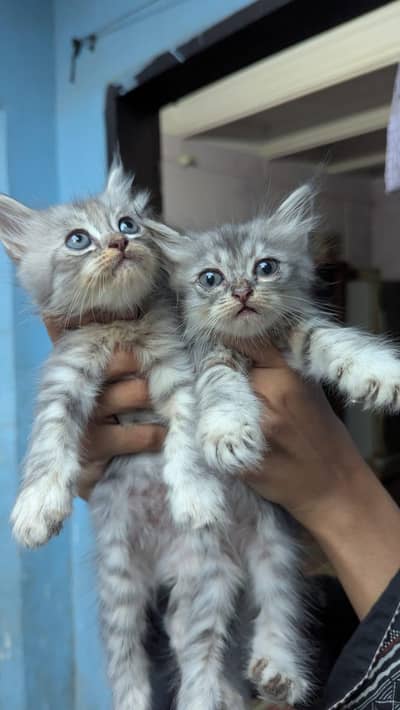 Cat and five kittens for sale
