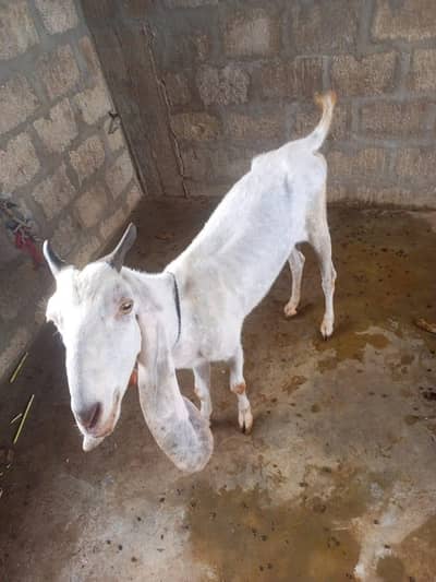 white brown female bakriya