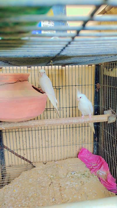 Top Quality Albino (Eno) Cockatiel Breeder Pair For Sale