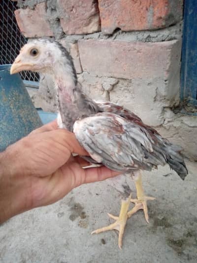 pure aseel miawali salata lakha jawa chicks for sale