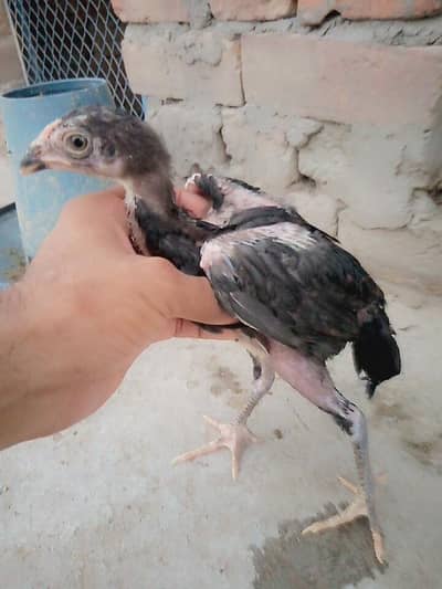 pure aseel miawali salata lakha jawa chicks for sale